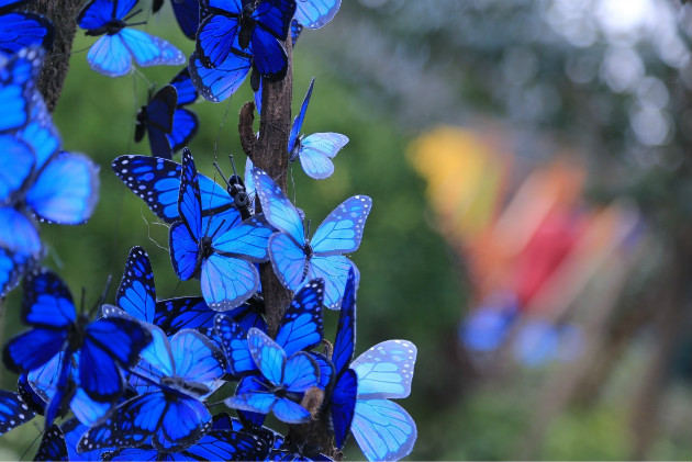 1483502624633461.jpg gusumingzhu4.jpg